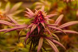 Discovering the Best Marijuana Seeds Ohio A Comprehensive Guide